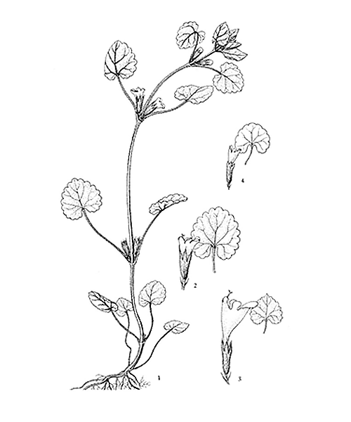Natural compounds from  Glechoma longituba